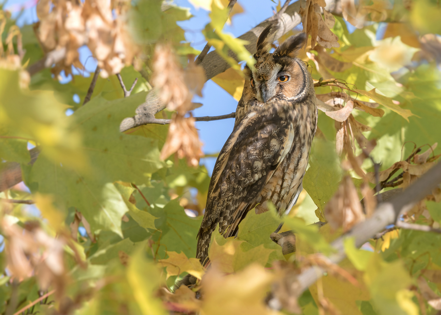 Die Waldohreule (Asio otus)