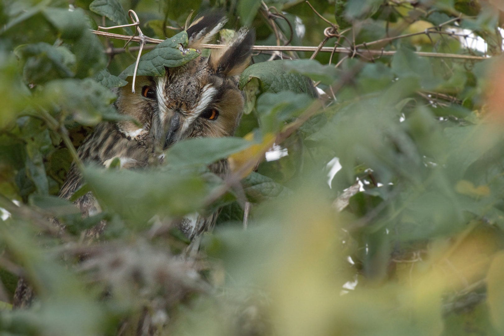 Die Waldohreule (Asio otus)