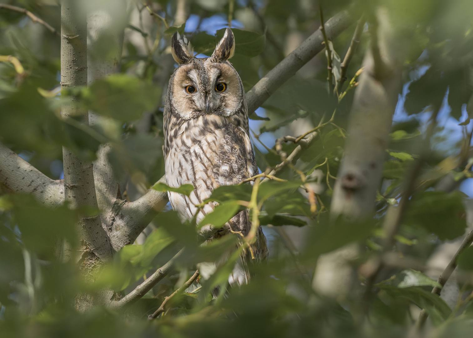 Die Waldohreule (Asio otus)