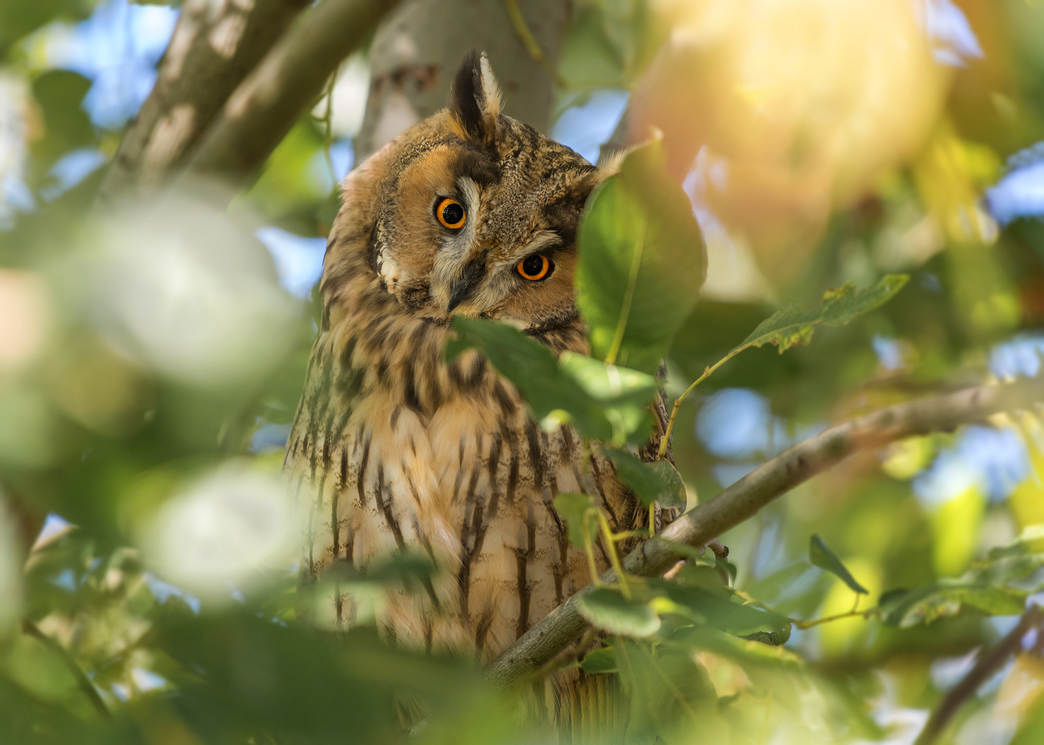 Die Waldohreule (Asio otus)