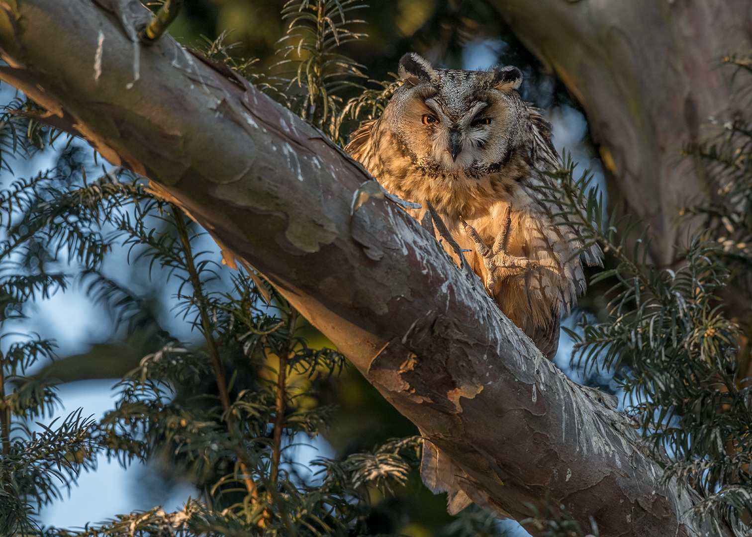 Die Waldohreule (Asio otus)