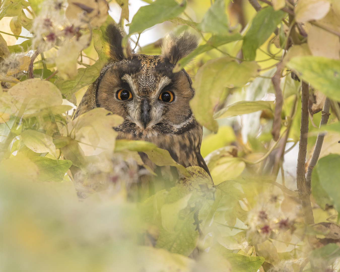 Die Waldohreule (Asio otus)