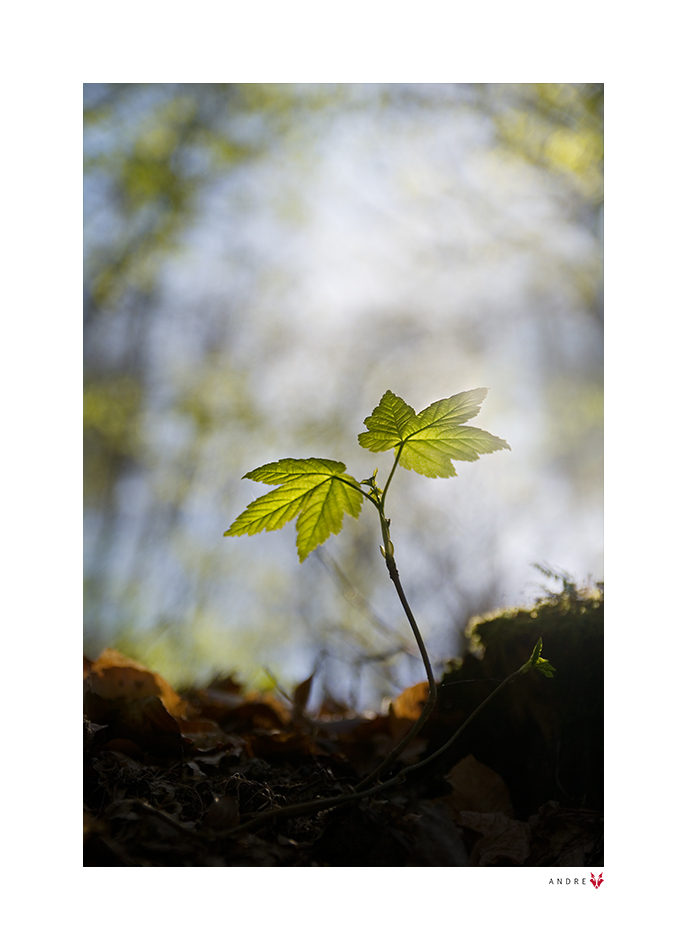 DIE WALDPALME