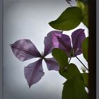  Die Waldrebe... -  Botanischer Name - Clematis...