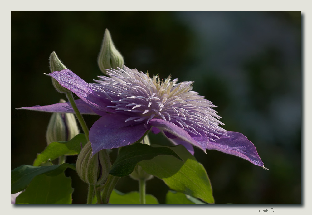 Die Waldrebe (Clematis)