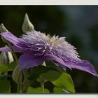 Die Waldrebe (Clematis)