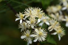 die Waldrebe (Clematis vitalba)