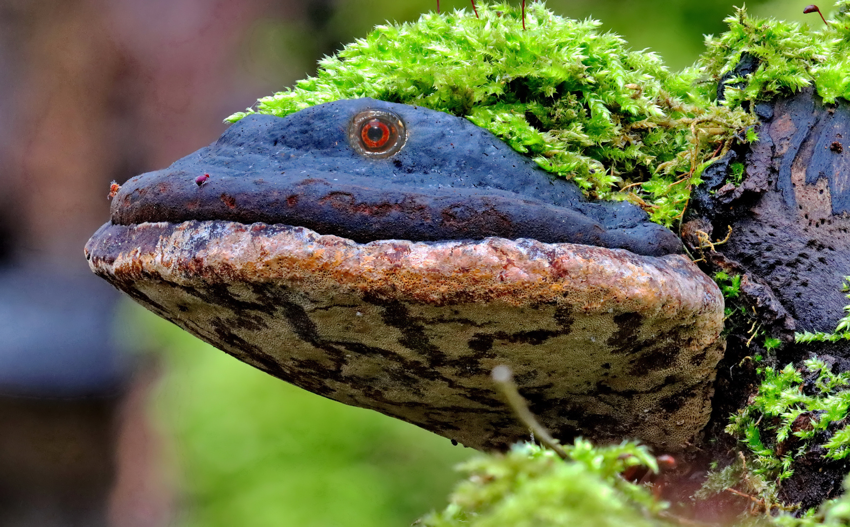 Die Waldschildkröte....