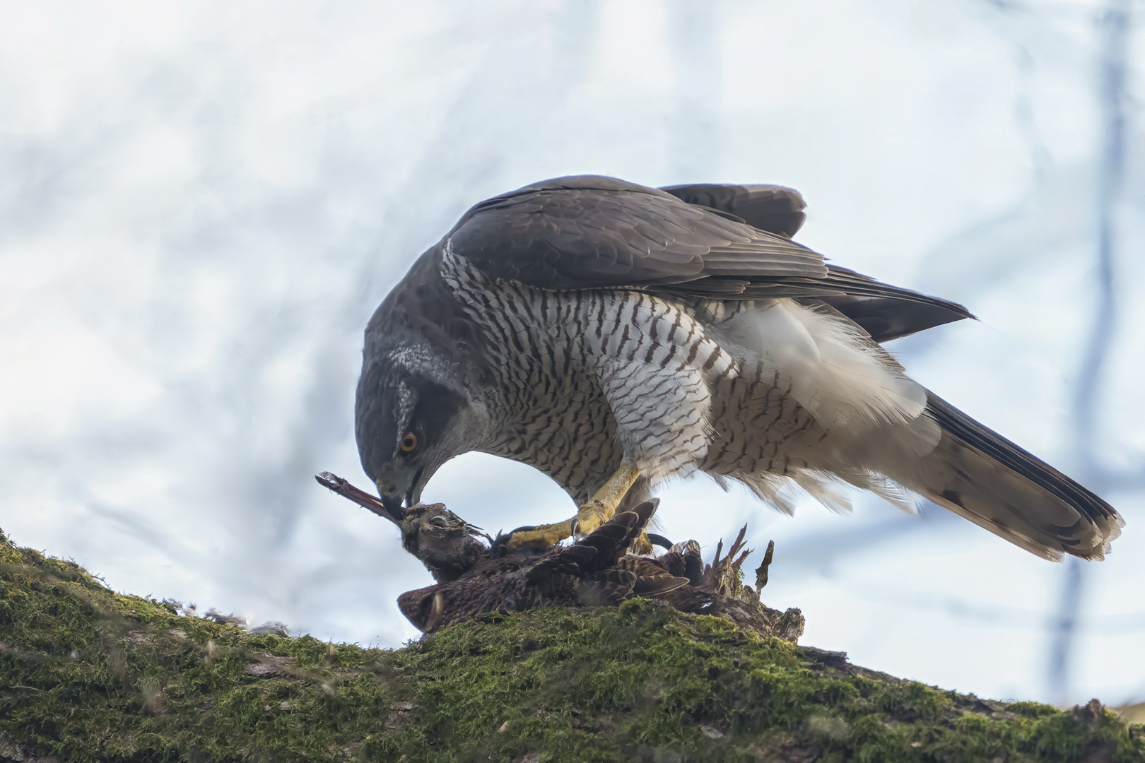 Die Waldschnepfe