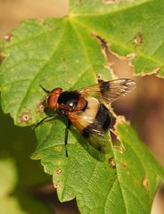 Die Waldschwebe Fliege 