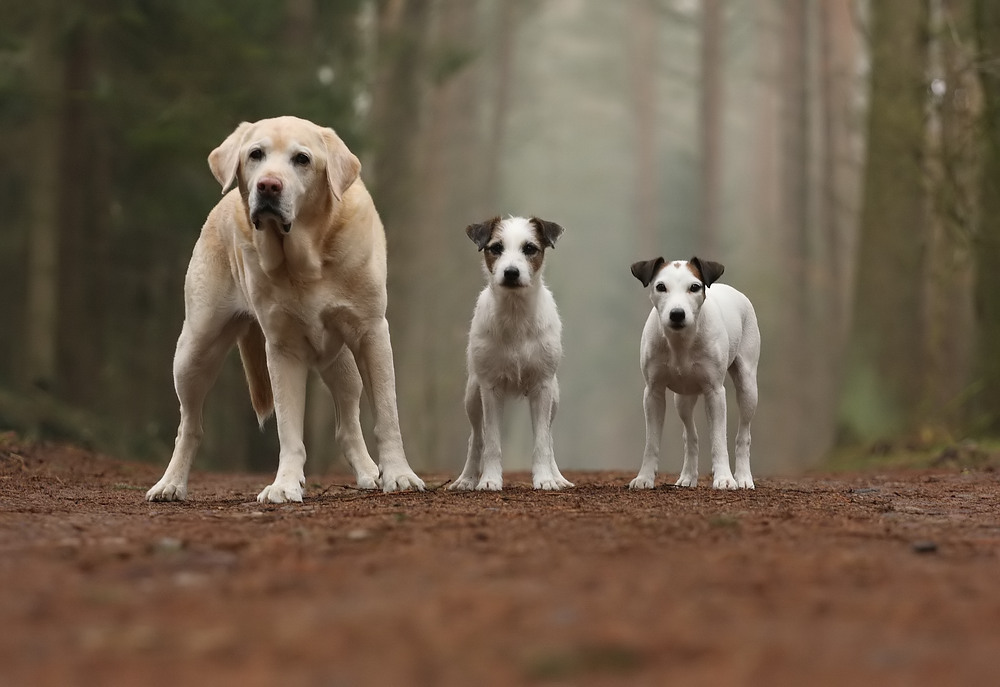 Die Waldwegezolltruppe...