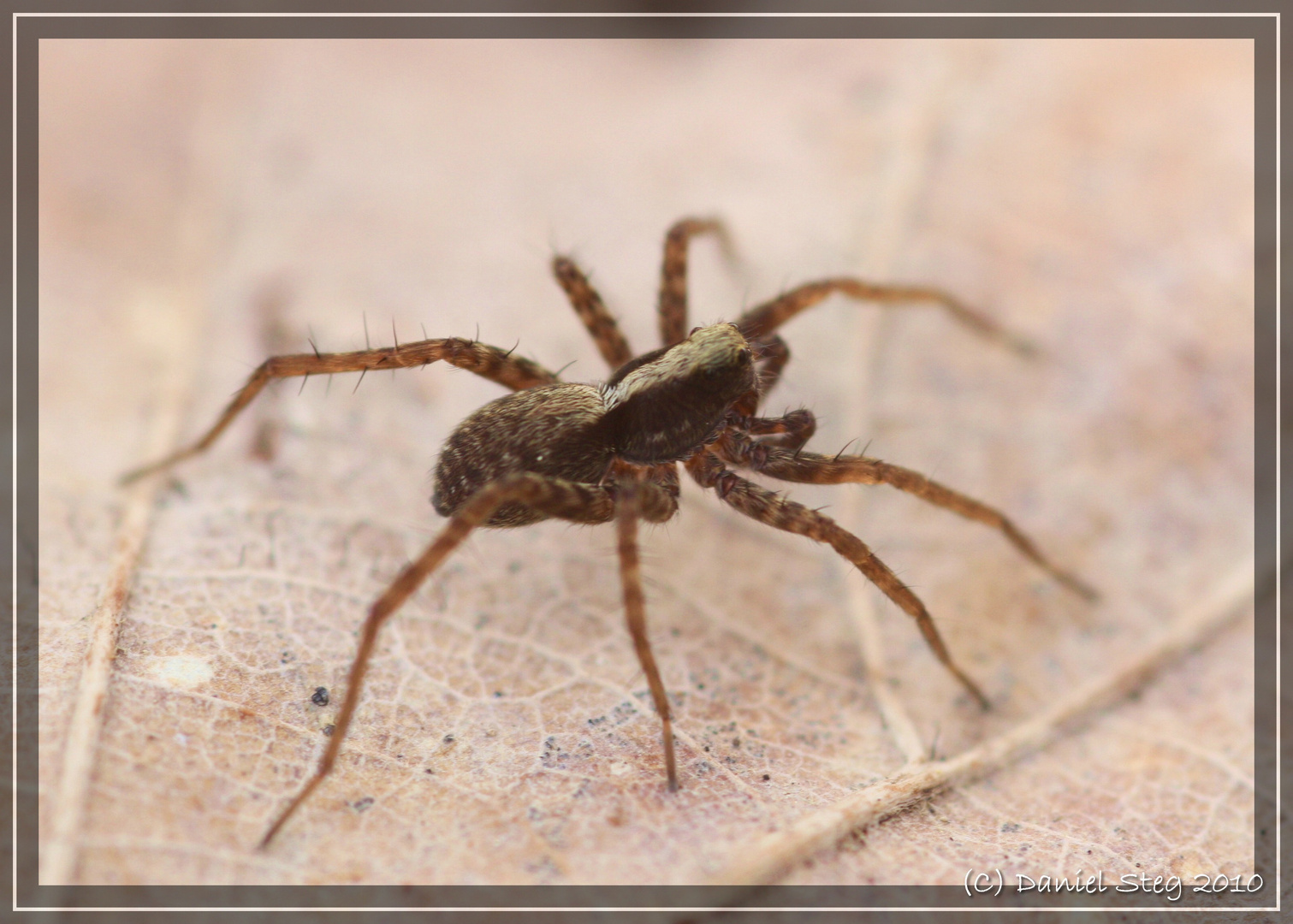 Die Waldwolfspinne ( Pardosa lugubris)