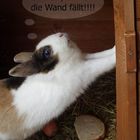 Die Wand fällt!