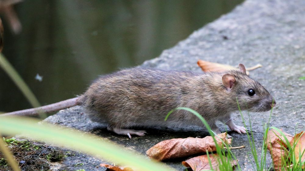 Die Wanderratte... Foto & Bild tiere, wildlife, säugetiere Bilder auf