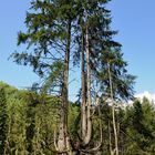 Die Wanderrung führte an einer außergewönlich wachsenden Tanne vorbei.