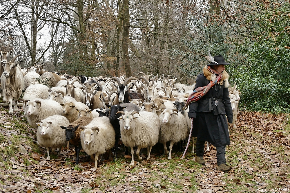 Die Wanderschäferin