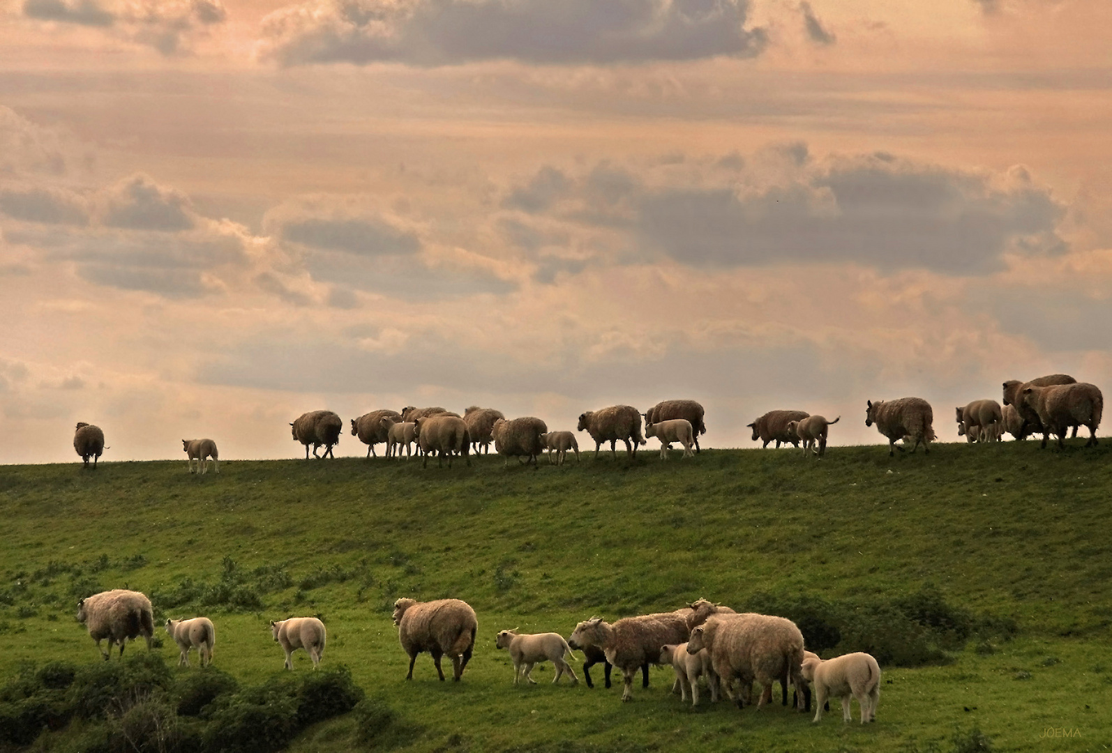 Die Wanderung der Deichschafe...