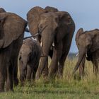 Die Wanderung der Elefanten