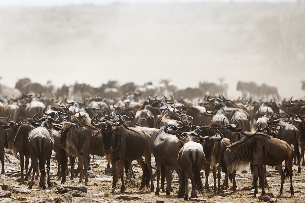 Die Wanderung der Gnus