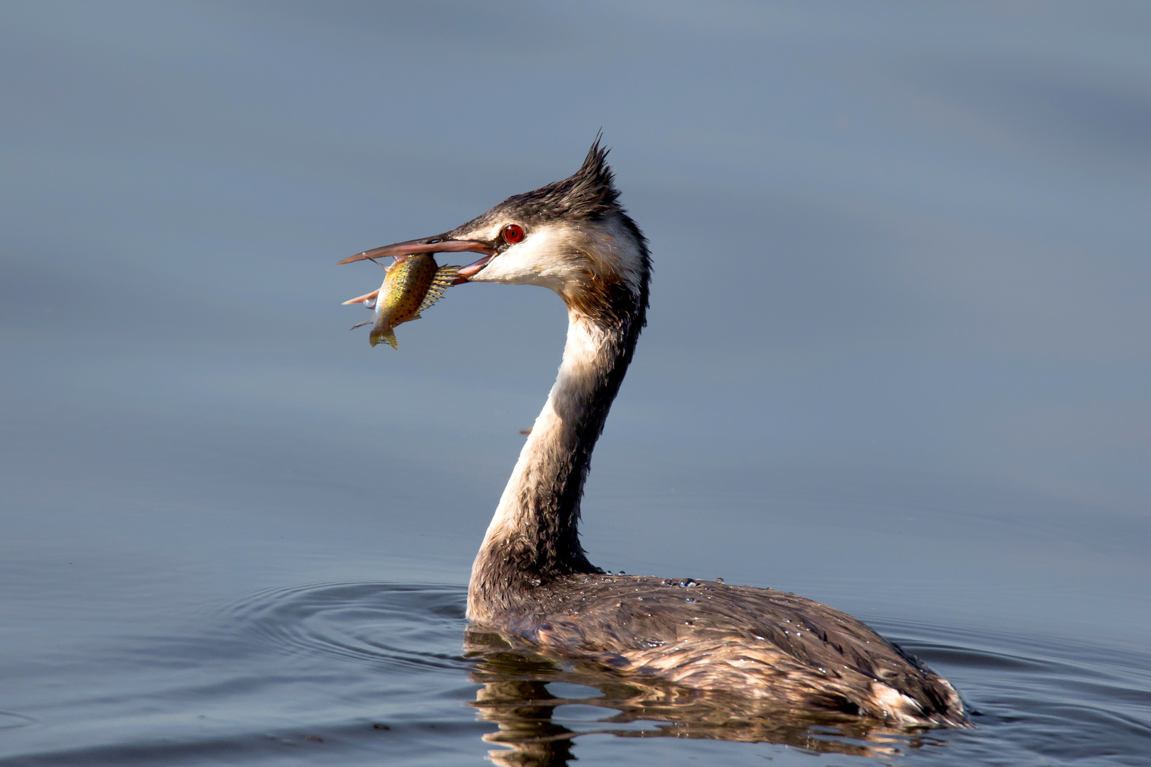 die Wanne ist voll ...............