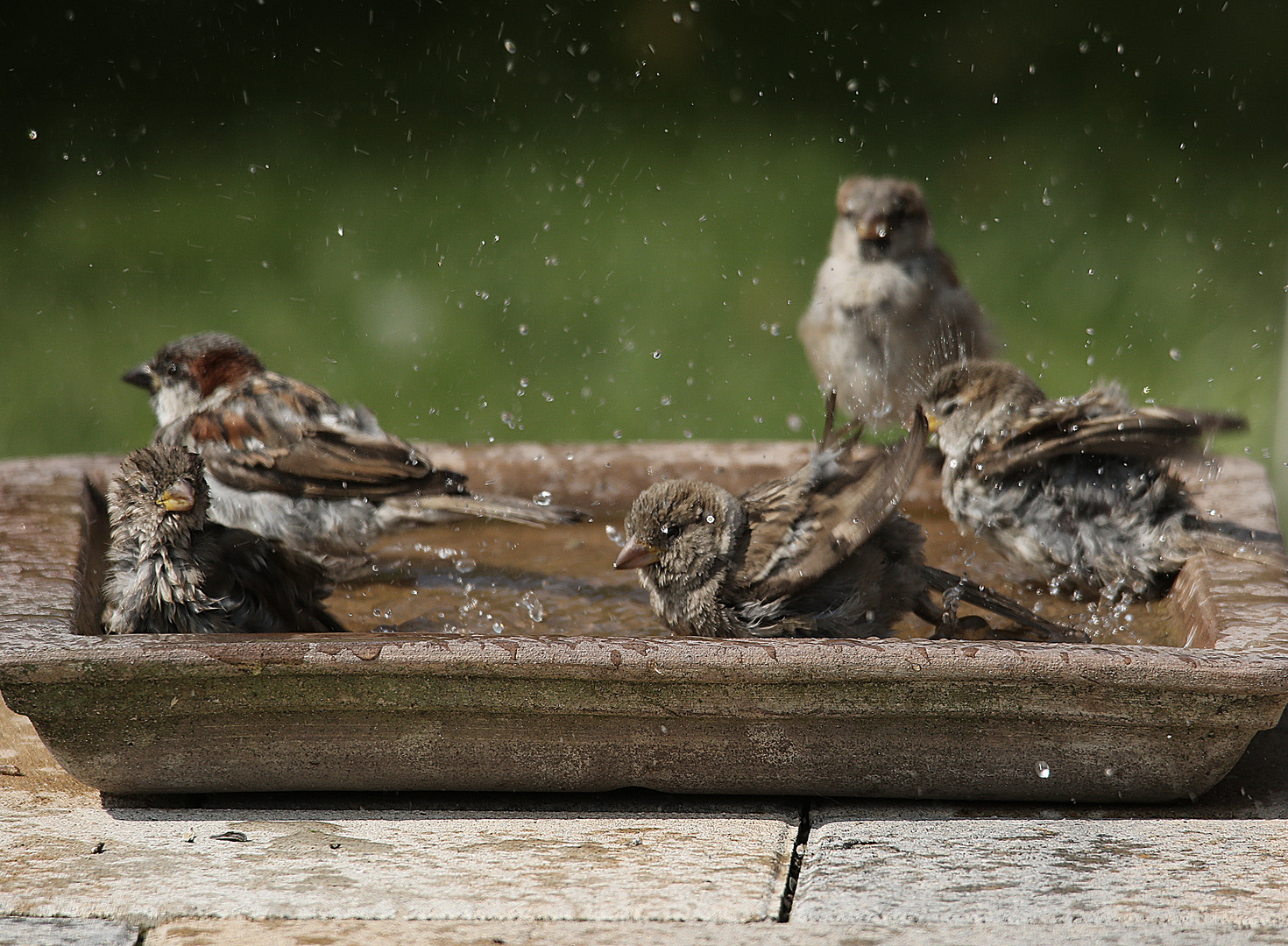 Die Wanne ist voll :-))) Foto & Bild | tiere, wildlife ...