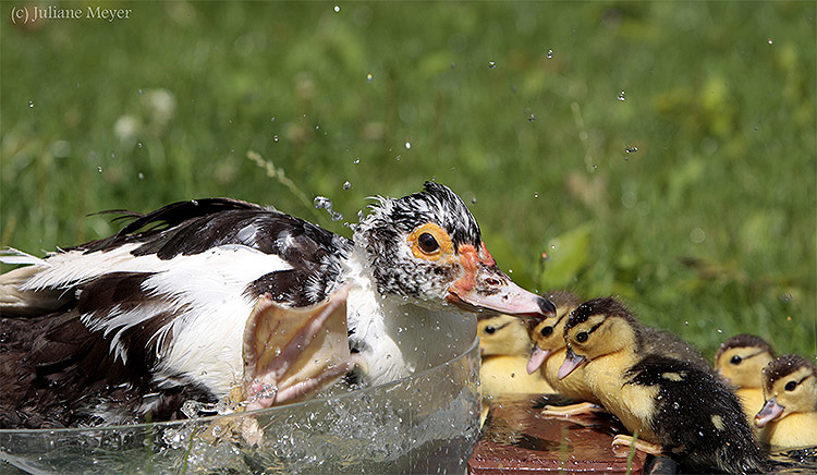 Die Wanne ist voll...uhuhuh