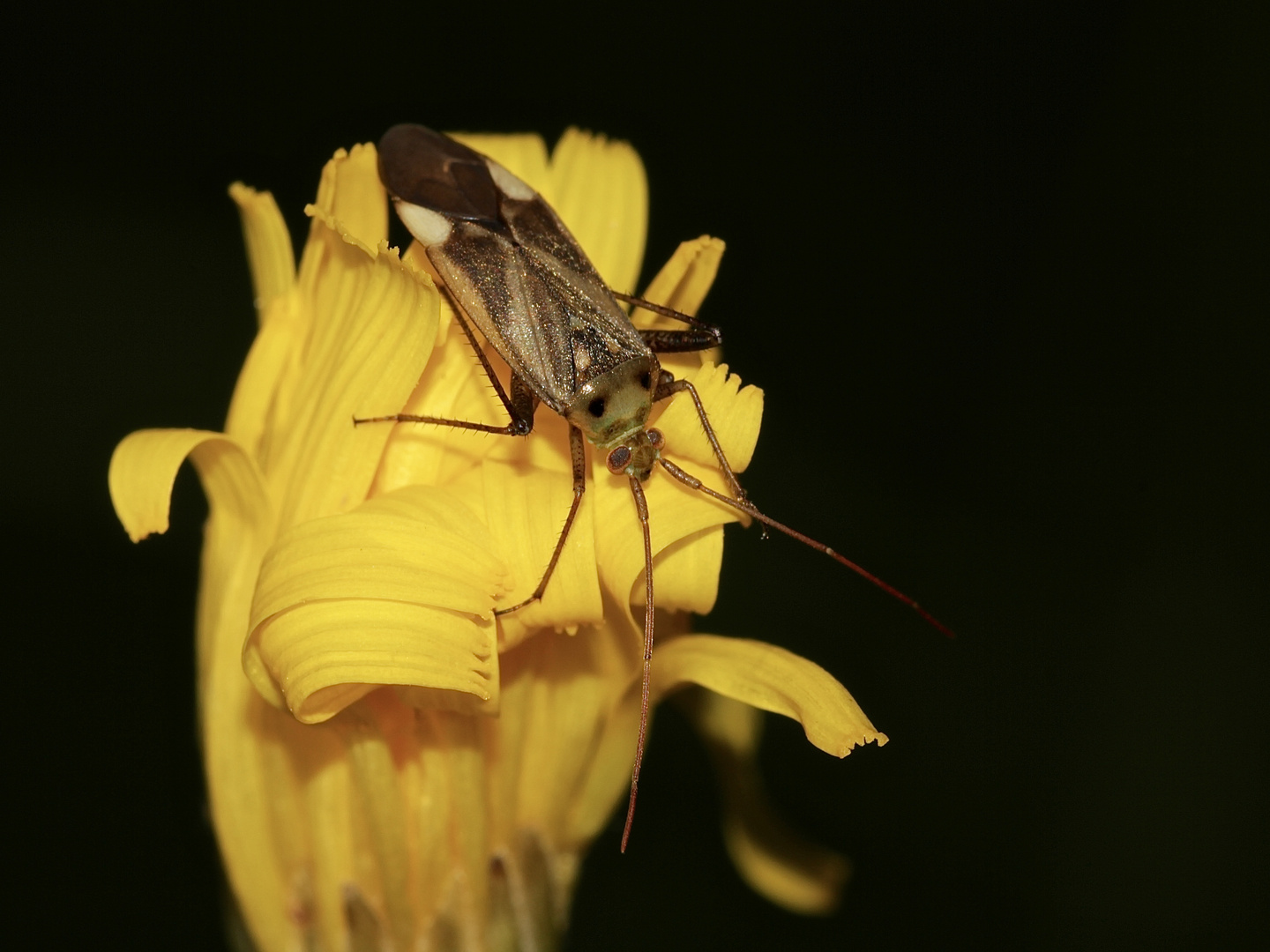 Die Wanze ADELPHOCORIS LINEOLATUS ...