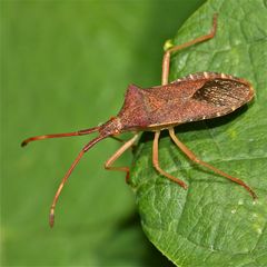 Die Wanze Gonocerus acuteangularis . . .