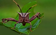 Die Wanze im Garten