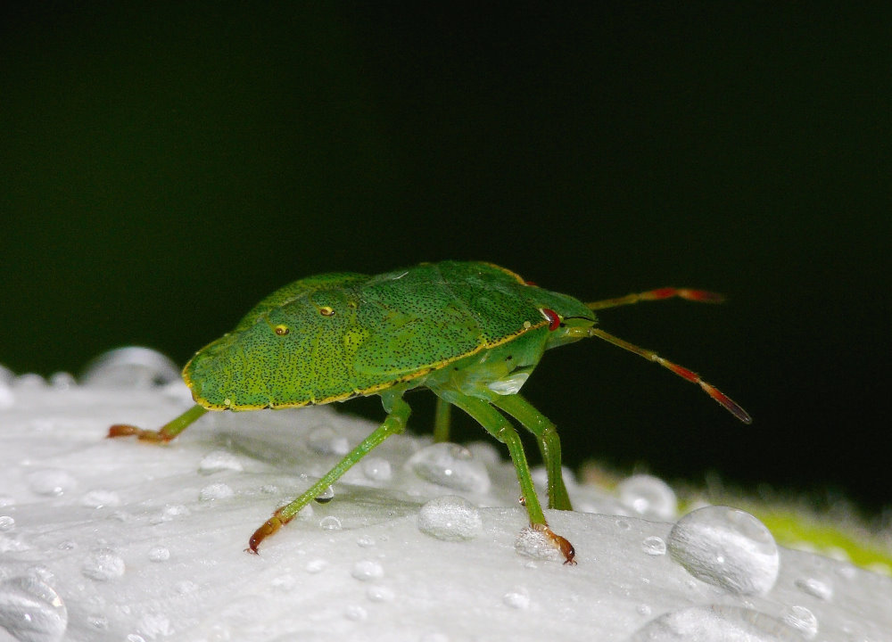 Die Wanze in unserem Garten