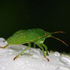 Die Wanze in unserem Garten