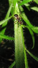 Die Wanze Nabis mirmicoides* hat Larven, die wie Ameisen aussehen.