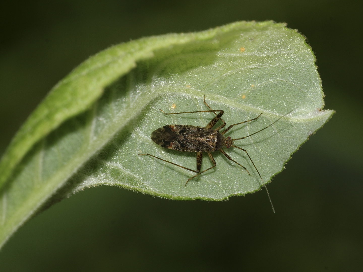 Die Wanze PHYTOCORIS INTRICATUS gehört zur Familie der Weichwanzen (Miridae).