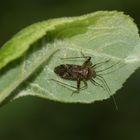 Die Wanze PHYTOCORIS INTRICATUS gehört zur Familie der Weichwanzen (Miridae).