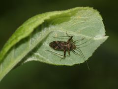 Die Wanze PHYTOCORIS INTRICATUS gehört zur Familie der Weichwanzen (Miridae).