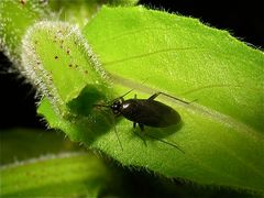 Die Wanze Plagiognathus arbustorum, etwa 5 mm lang, an jungen Früchten saugend