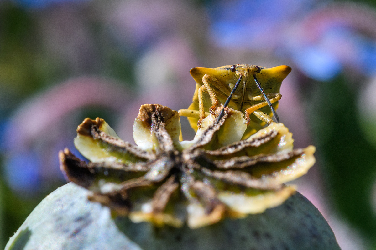 Die Wanze und der Mohn