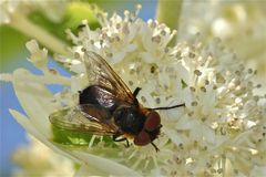 Die Wanzen-Raubfliege Phasia hemiptera, das Weibchen