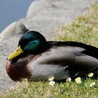 Die warme Frühlingssonne geniessen