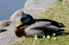 Die warme Frühlingssonne geniessen