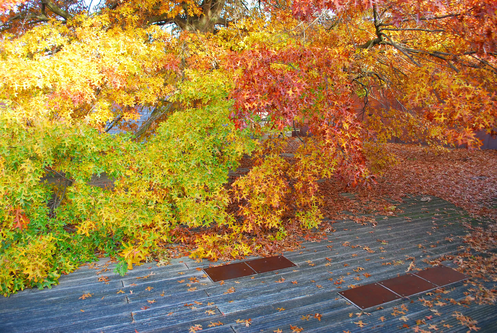 Die warmen Farben des Herbstes