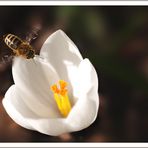 Die warmen Sonnenstrahlen im Frühling ...