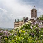 Die Wartburg im Fliederrausch