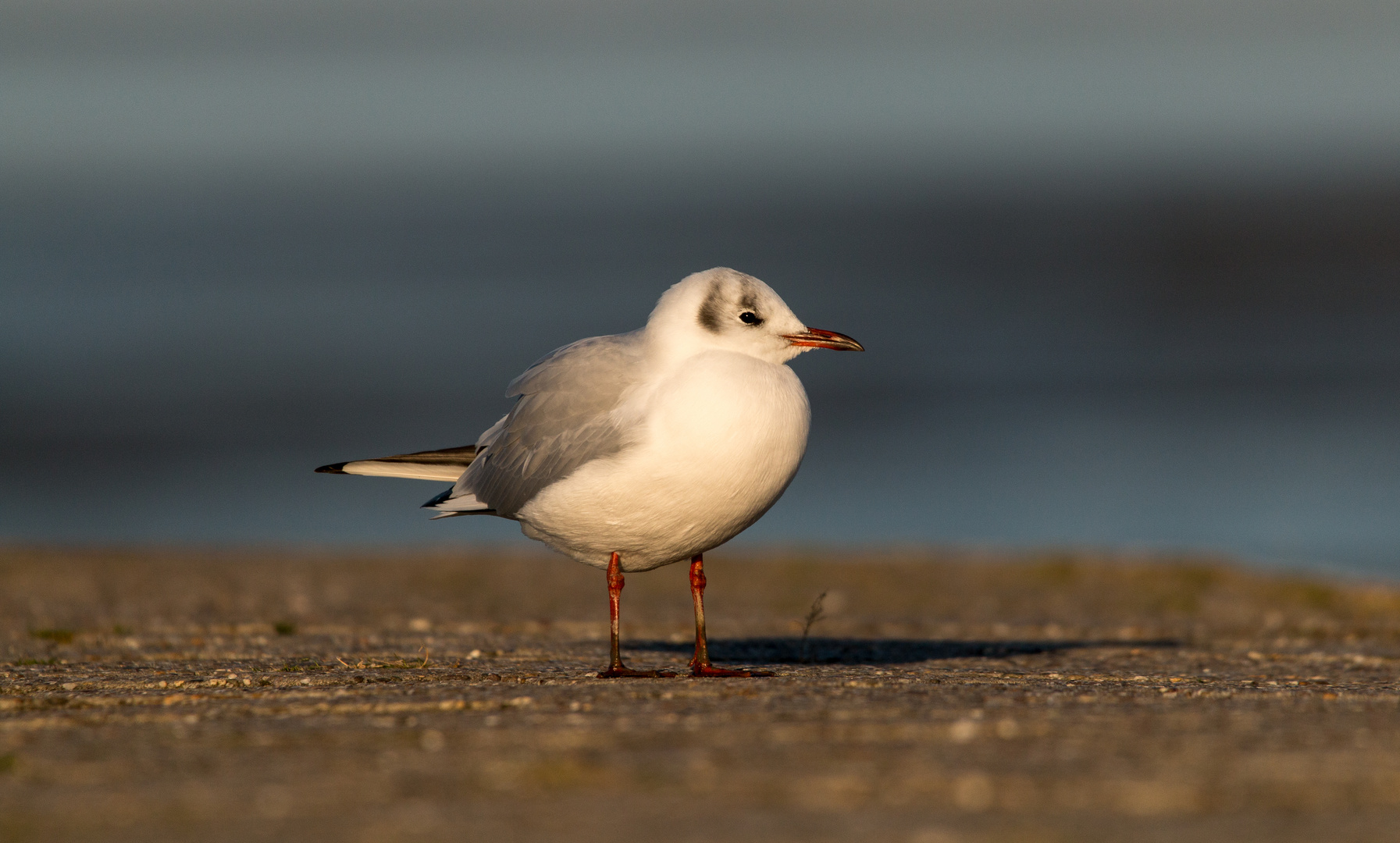 Die wartende Möwe