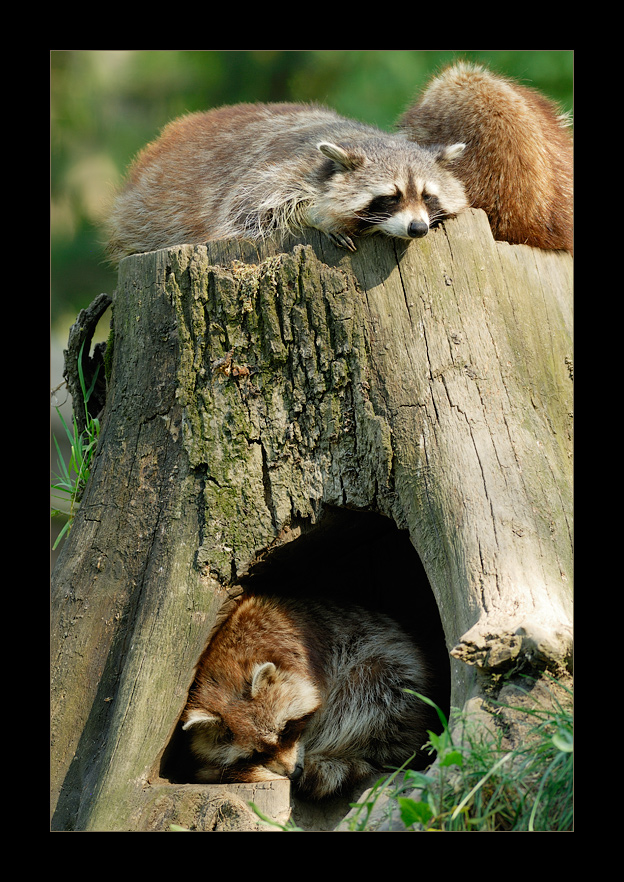 [ Die Waschbär-Burg ]