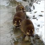 Die Waschbären Bande [22] ...