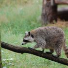 die Waschbärin macht einen Spaziergang