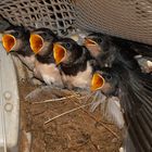 Die Waschhausgang - Junge Rauchschwalben (Hirundo rustica)