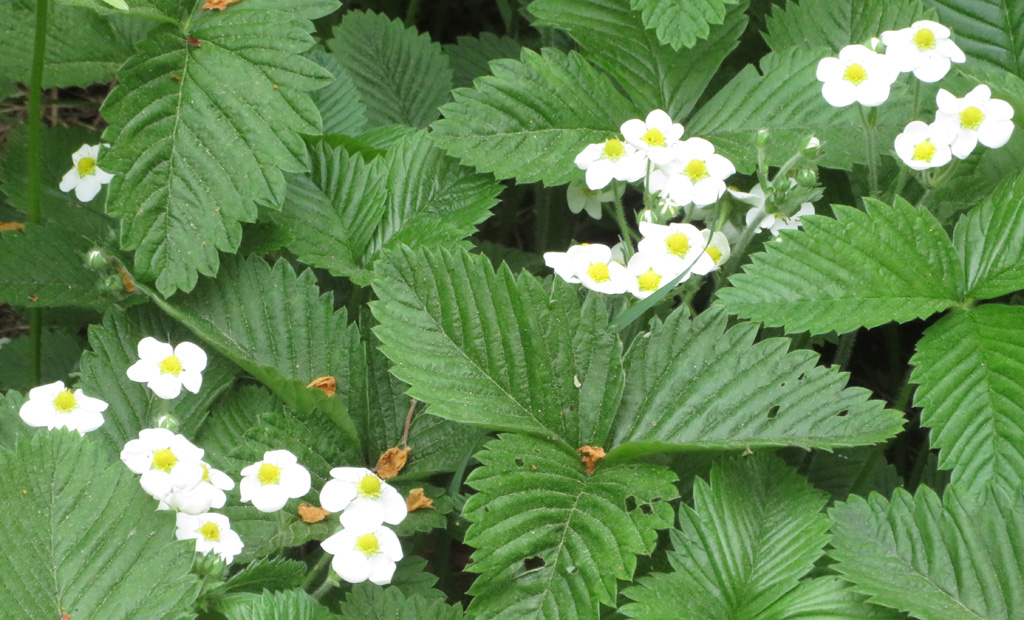 Die Wasser Erdbeeren