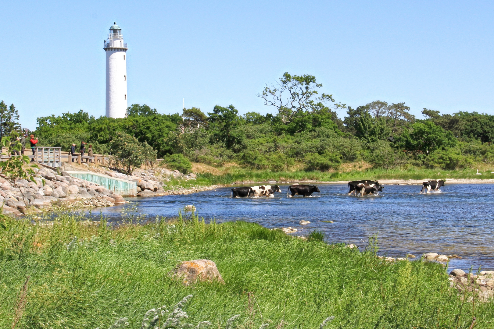 die Wasser-Kühe von Öland  -  cows walking water shore at Långe Erik